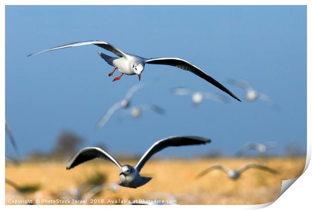 Black-headed Gull (Larus ridibundus) Print by PhotoStock Israel