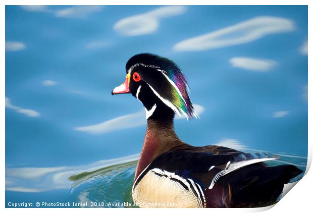 male wood duck in a pond Print by PhotoStock Israel