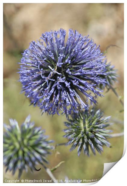 Allium ampeloprasum Print by PhotoStock Israel