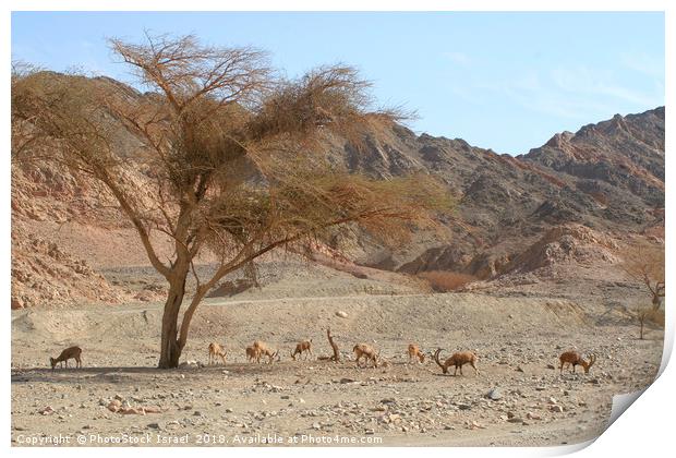 Nubian Ibex (Capra ibex nubiana) Print by PhotoStock Israel