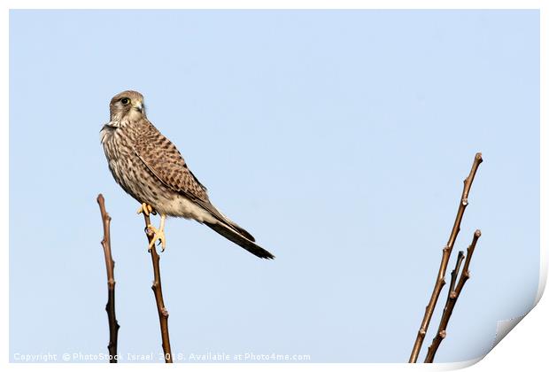 Common Kestrel (Falco tinnunculus) Print by PhotoStock Israel