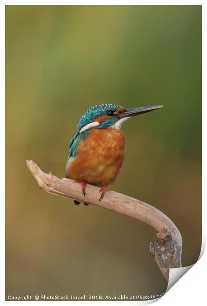 Common Kingfisher, Alcedo atthis, Print by PhotoStock Israel