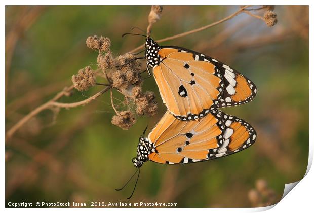 Plain Tiger (Danaus chrysippus) Print by PhotoStock Israel