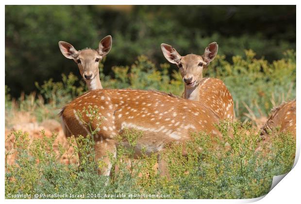 Fallow Deer (Dama dama)  Print by PhotoStock Israel