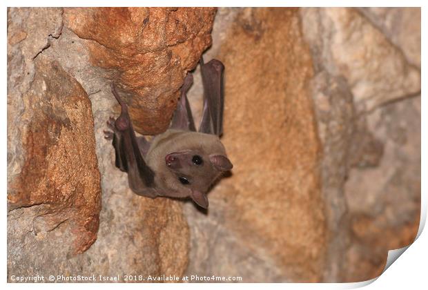Fruit bats, Pteropodidae, Print by PhotoStock Israel