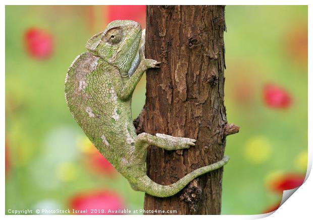 Common Chameleon, Chamaeleo chamaeleon, Print by PhotoStock Israel