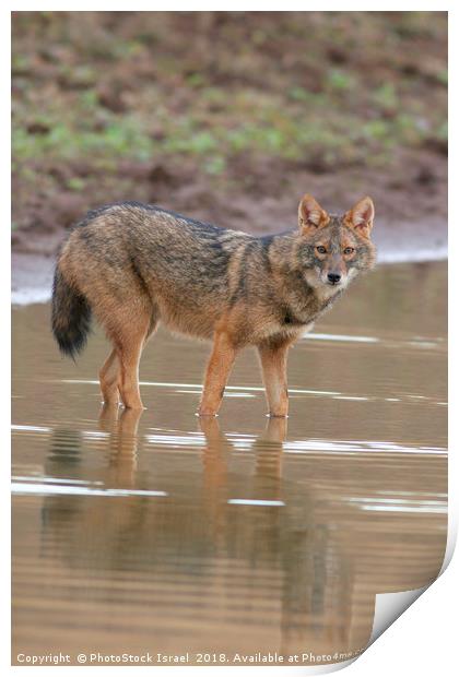 Golden Jackal (Canis aureus), Print by PhotoStock Israel