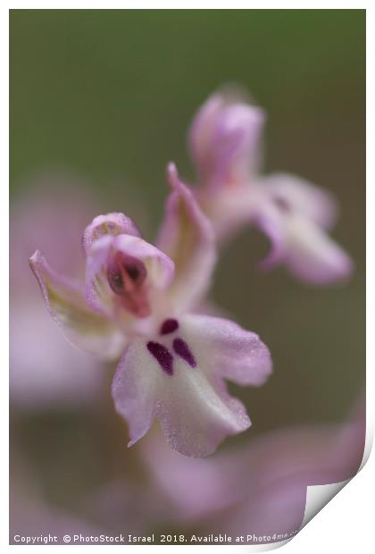 Orchis israelitica Print by PhotoStock Israel