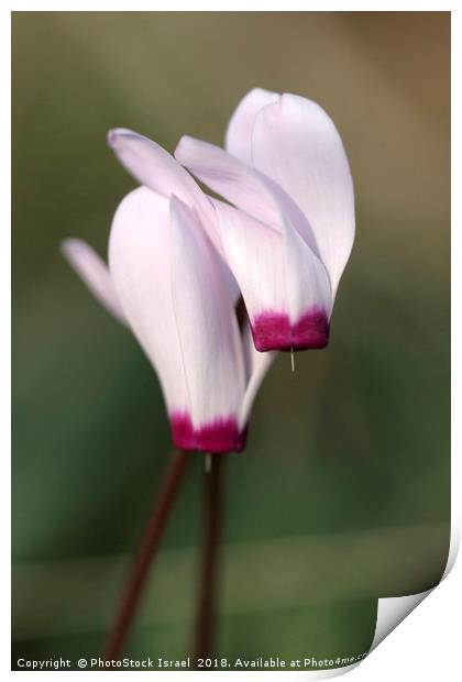 Cyclamen persicum, Persian Violet, Print by PhotoStock Israel