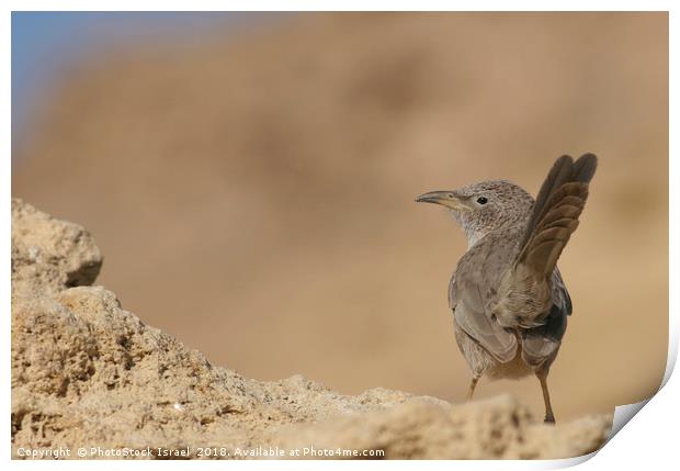 Arabian Babbler (Turdoides squamiceps) Print by PhotoStock Israel