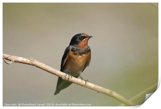 Young Barn Swallow Print by PhotoStock Israel