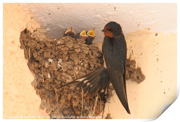 Young Barn Swallow Print by PhotoStock Israel