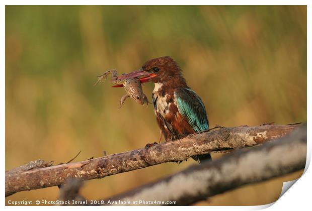 White-throated Kingfisher, Halcyon smyrnensis Print by PhotoStock Israel