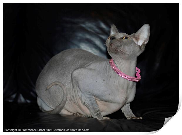 Canadian Sphynx cat Print by PhotoStock Israel