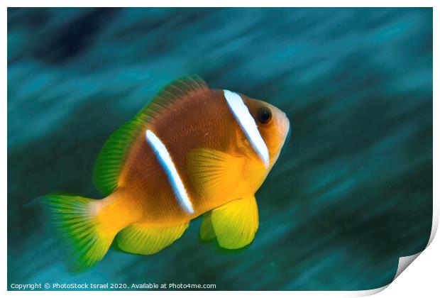Red Sea clownfish  Print by PhotoStock Israel