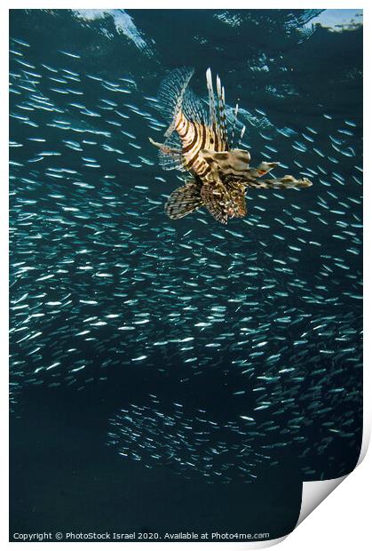 Lionfish Pterois miles Print by PhotoStock Israel