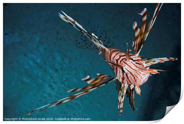 radial Lionfish Pterois radiata Print by PhotoStock Israel