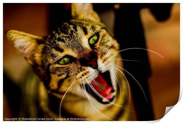 Close up of a cat Print by PhotoStock Israel