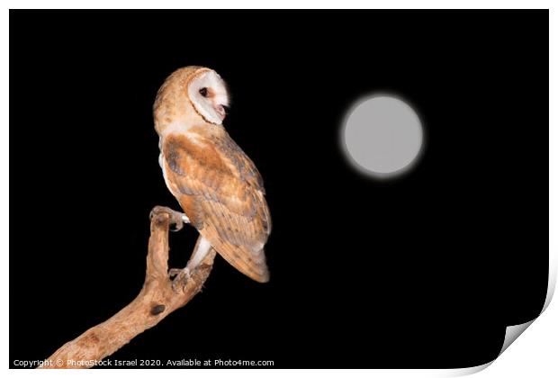 Barn Owl (Tyto alba) Print by PhotoStock Israel