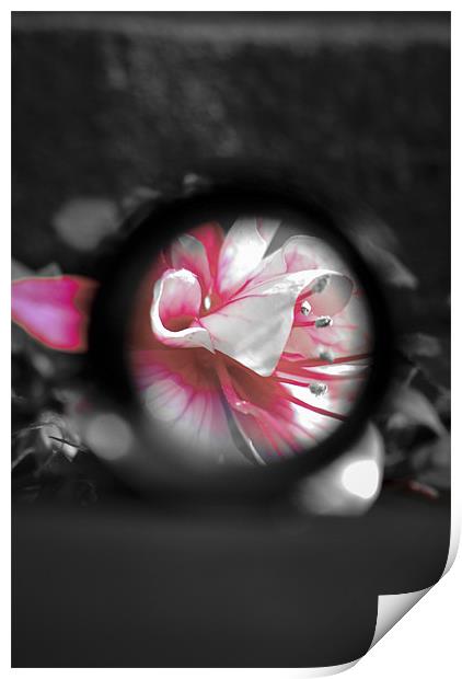 A view to a Fuchsia Print by Rob Toombs