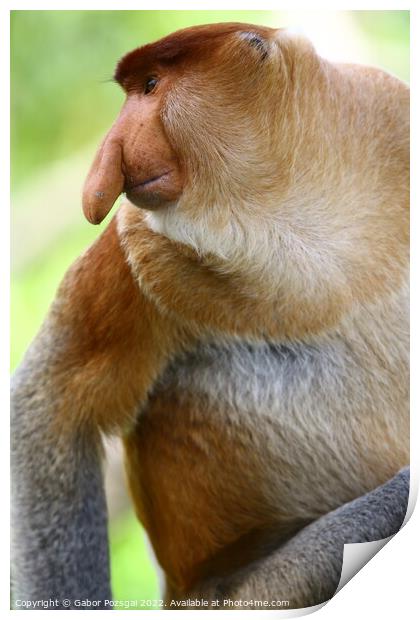 A close up of a male proboscis monkey in Borneo Print by Gabor Pozsgai