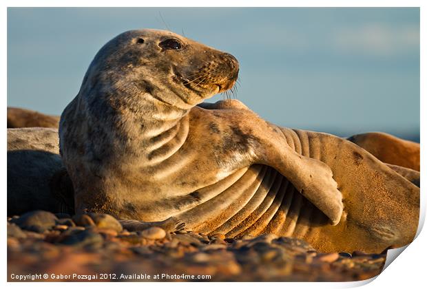 Grey seal (Halichoerus grypus) watching Print by Gabor Pozsgai