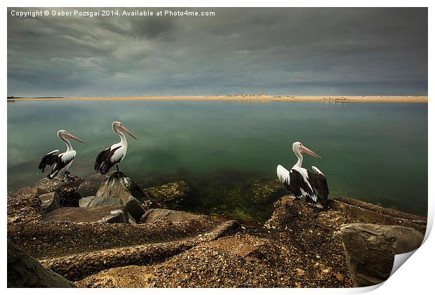 Australian pelicans sunbathing Print by Gabor Pozsgai
