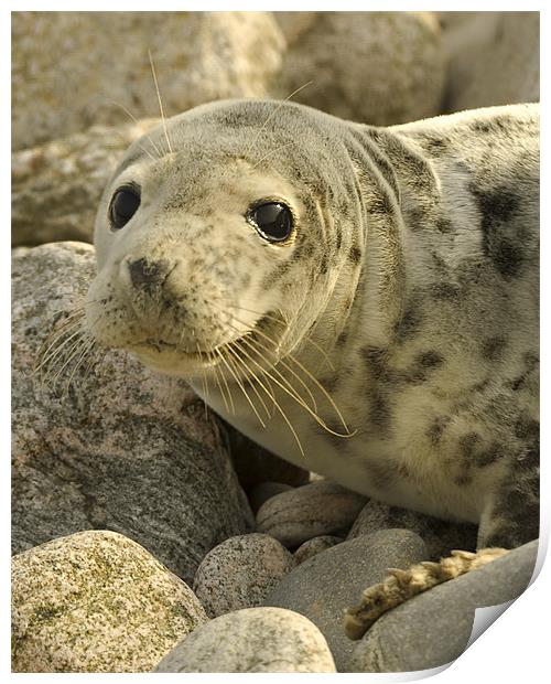 Common seal Print by Gabor Pozsgai