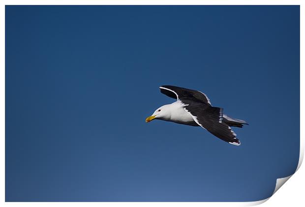 Great Black-backed Gull (Larus marinus) in flight Print by Gabor Pozsgai