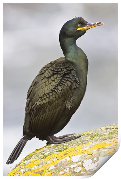 European Shags (Phalacrocorax aristotelis) Print by Gabor Pozsgai