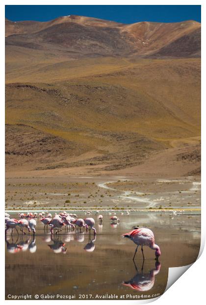 Laguna Colorada, Andes, Bolivia Print by Gabor Pozsgai