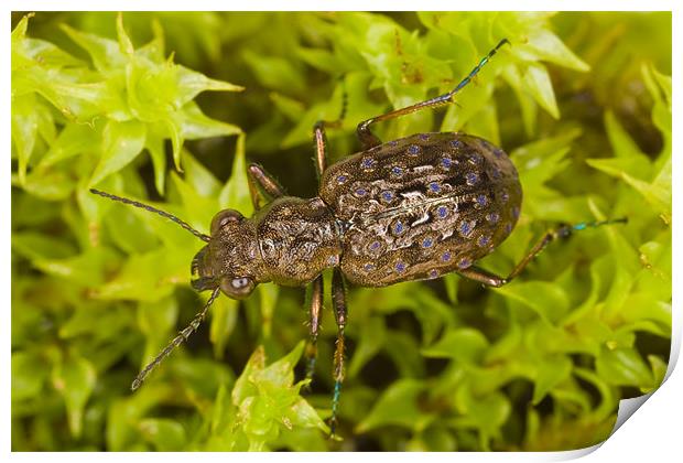 Elaphrus cupreus ground beetle Print by Gabor Pozsgai