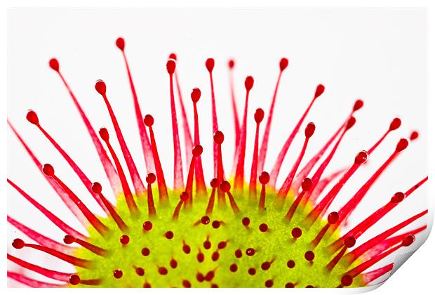 Round-leaved sundew Drosera rotundifolia Print by Gabor Pozsgai