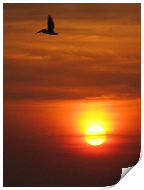 pelican in the sunset Print by Emma Ahlas