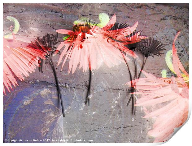 dance of the flowers Print by joseph finlow canvas and prints