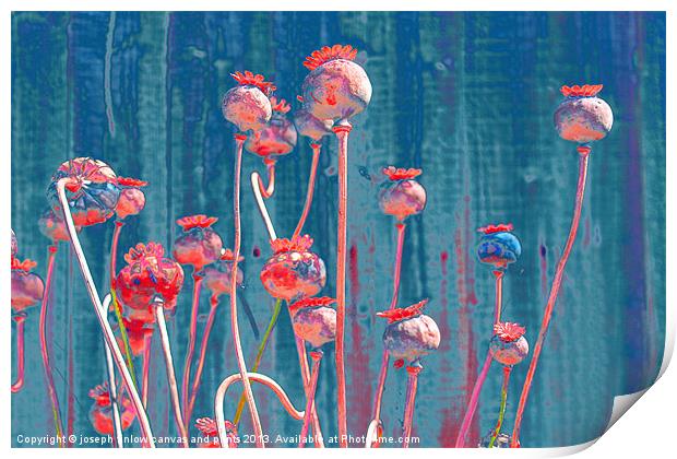 Tall Poppies Print by joseph finlow canvas and prints