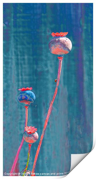Tall Poppies Print by joseph finlow canvas and prints