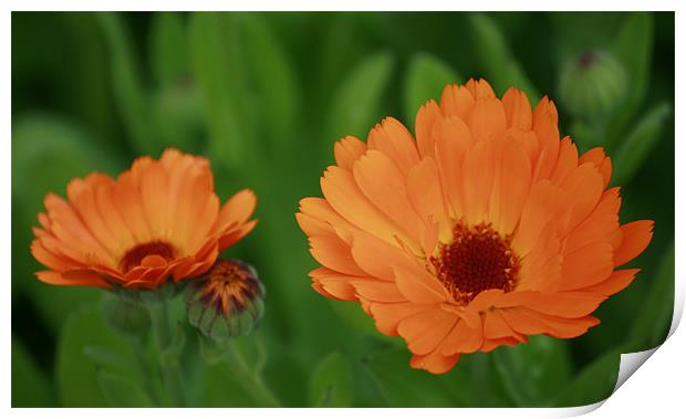 Fierce Orange Flowers Print by lindsey Marsh