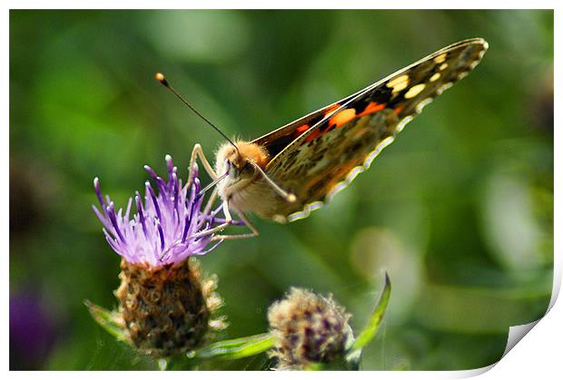 Painted Lady, 'Vanessa cardui' Print by Jim Hibbard