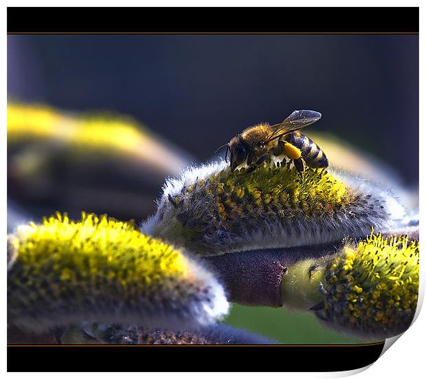 Salix caprea & bee Print by Jovan Miric