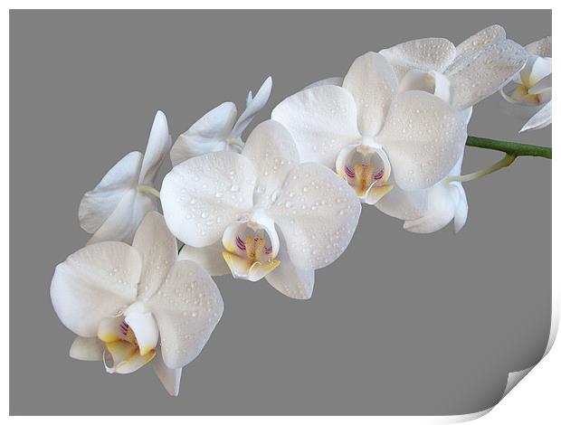White Orchids Print by Sarah Couzens