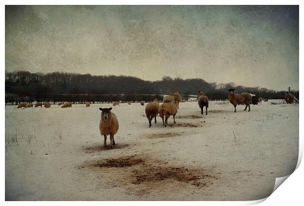 Winter Sheep Print by Sarah Couzens