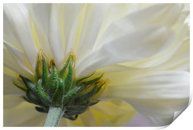Cream Chrysanthemum  Print by Sarah Couzens