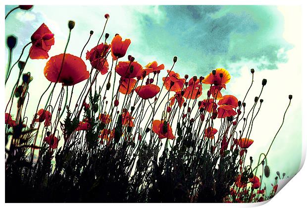 poppies in hot summer Print by Livia Ivanovici