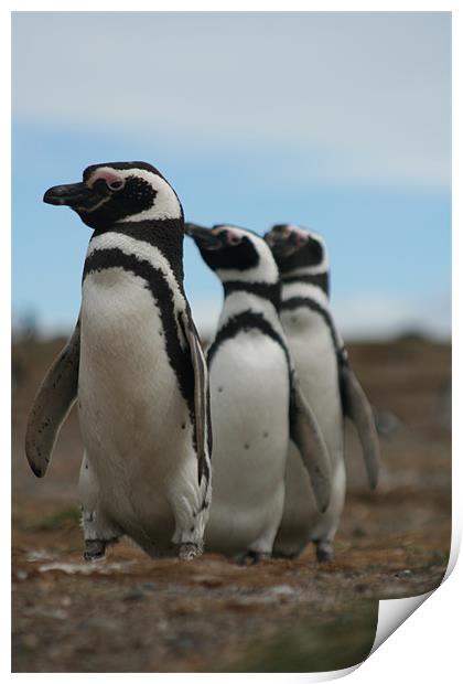 Magellanic Penguins Print by Andrew Carr