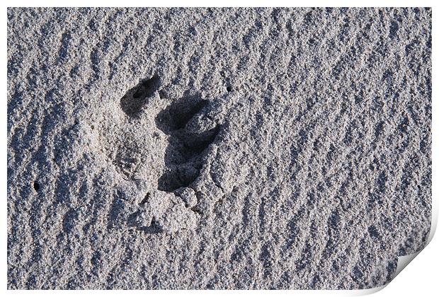Footprint in the sand Print by Kevin Murphy