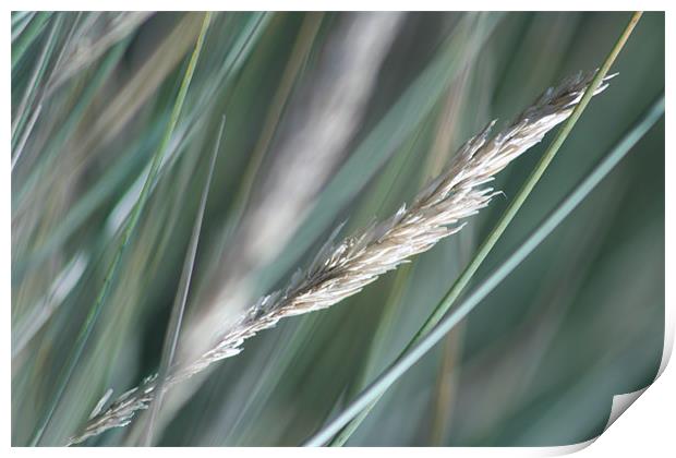 Marram Grass Print by Kevin Murphy