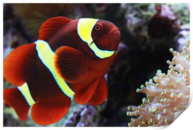 Maroon Clownfish Print by Diane Holden
