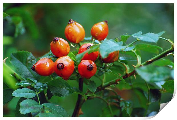 Red on green in the rain Print by Adrian Bud