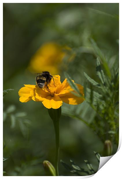 Bee on top Print by Adrian Bud